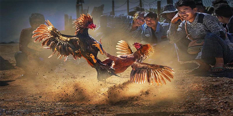 k8cc chơi bắn cá đổi thưởng