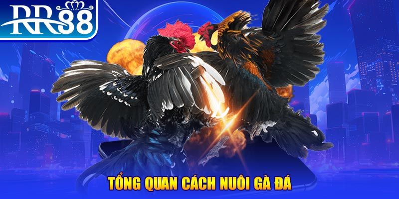 k8cc VA Điện Tử